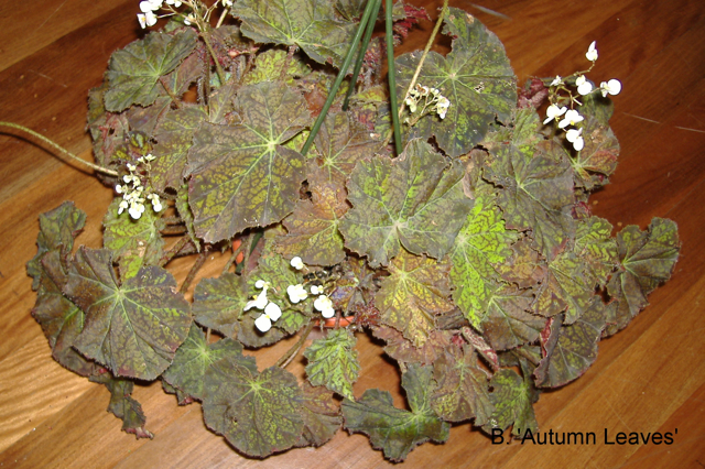 B. ‘Autumn Leaves’